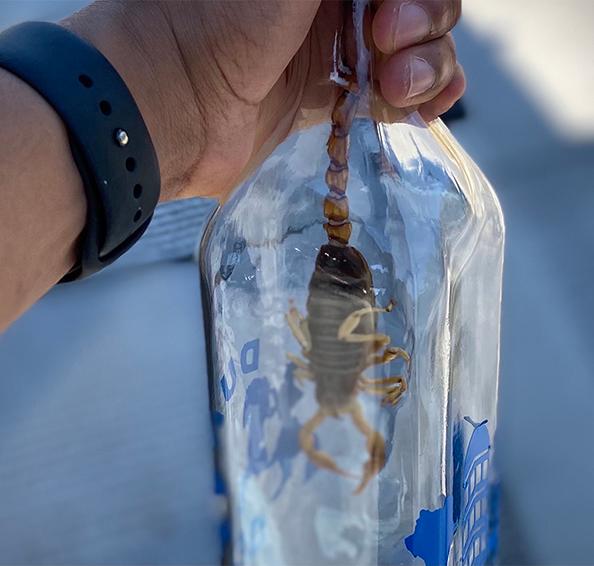 TABC agent holds a confiscated bottle of liquor during Paisano season.